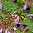 Große Wollbiene oder Garten-Wollbiene (Anthidium manicatum) female.