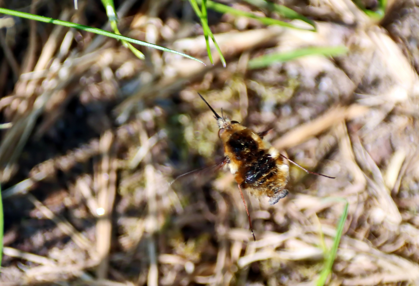 Große Wollschweber (Bombylius major)