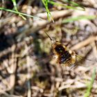 Große Wollschweber (Bombylius major)