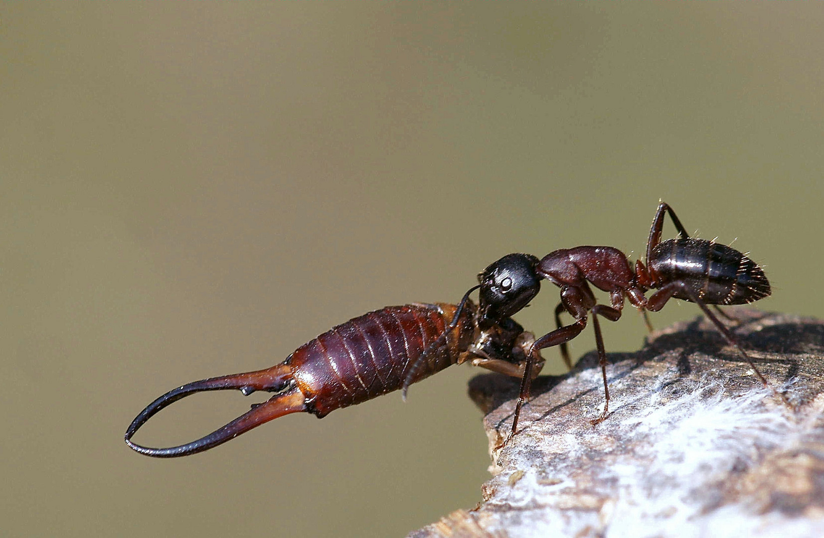 Große Zangen Foto & Bild tiere, wildlife, insekten Bilder auf