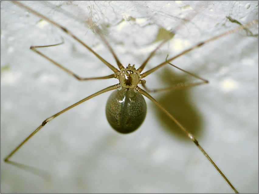 Große Zitterspinne