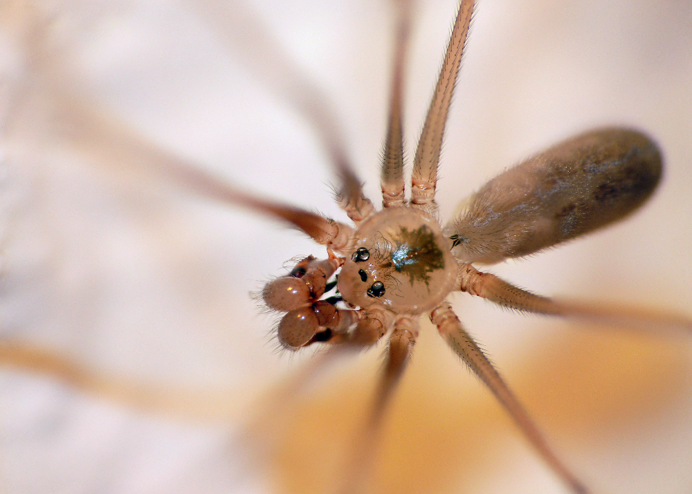 Große Zitterspinne..