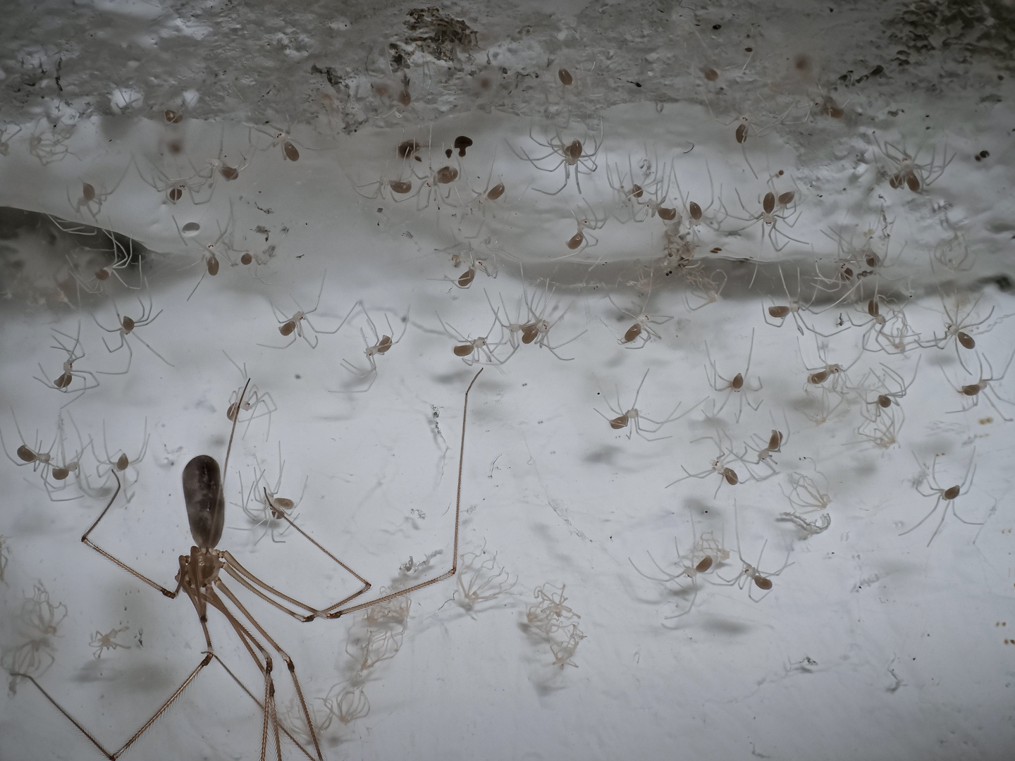 Große Zitterspinne am 28.06.2022 