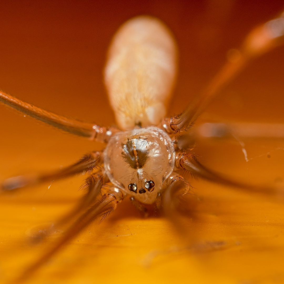 Große Zitterspinne 