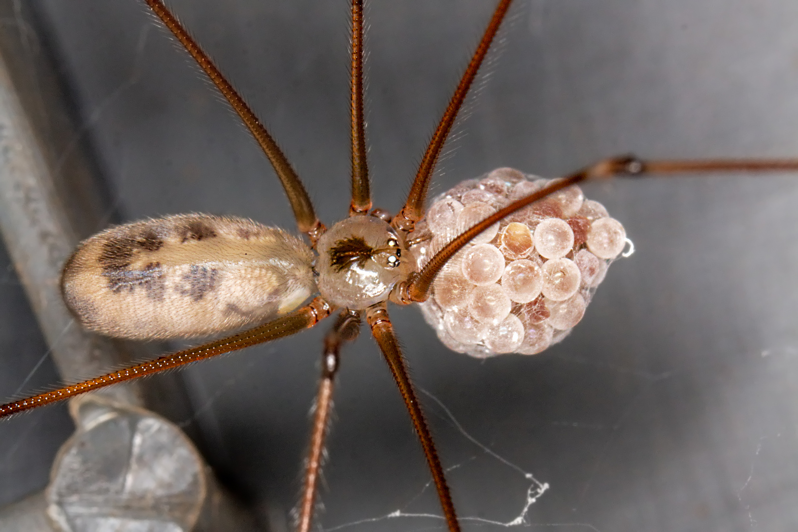 Große Zitterspinne (Pholcidae phalangioides) mit Anhang