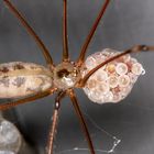 Große Zitterspinne (Pholcidae phalangioides) mit Anhang