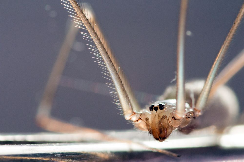 Große Zitterspinne (Pholcus phalangioides) #1