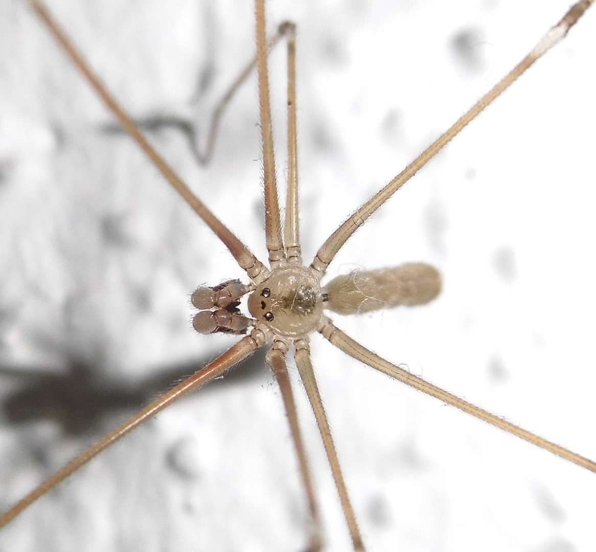 Große Zitterspinne (Pholcus phalangioides)