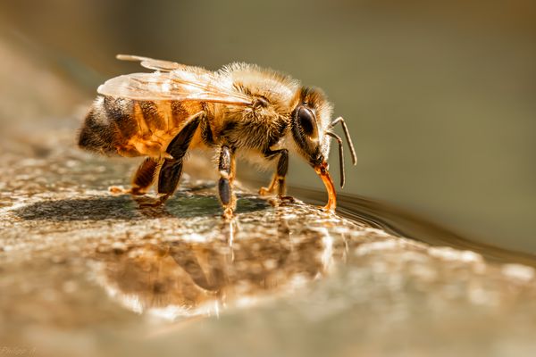 Große Zunge und kleine Welle…