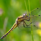 Großen Blaupfeil (- Orthetrum cancellatum)