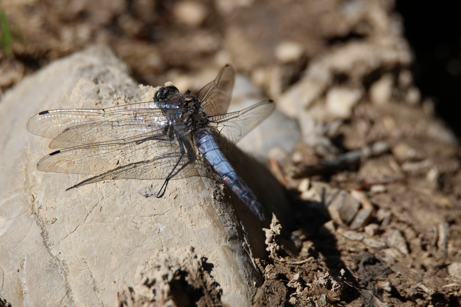 Großen Blaupfeil (Orthetrum cancellatum)