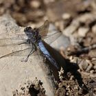 Großen Blaupfeil (Orthetrum cancellatum)