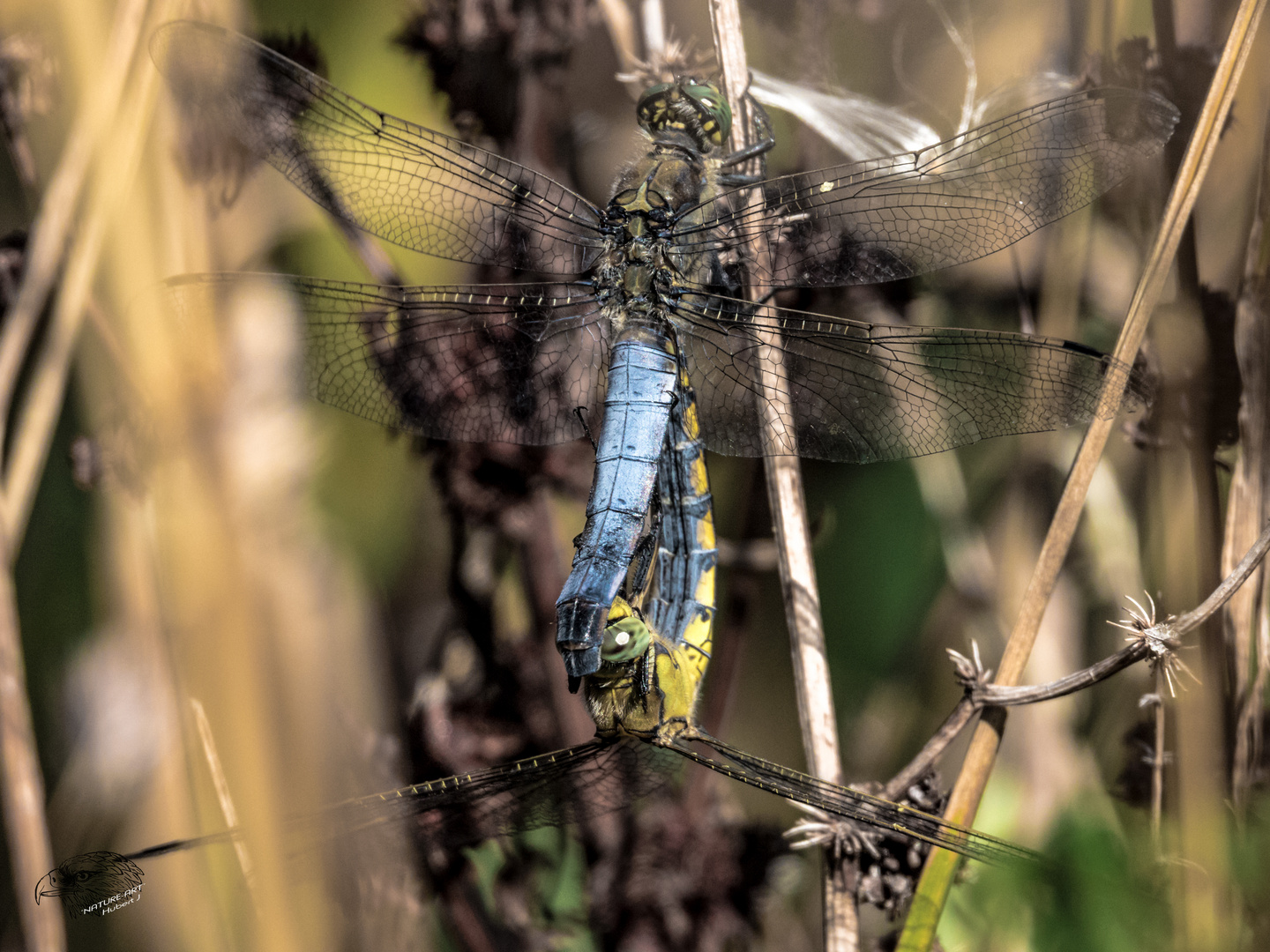 Großen Blaupfeilen (Orthetrum cancellatum)