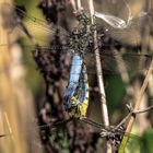 Großen Blaupfeilen (Orthetrum cancellatum)