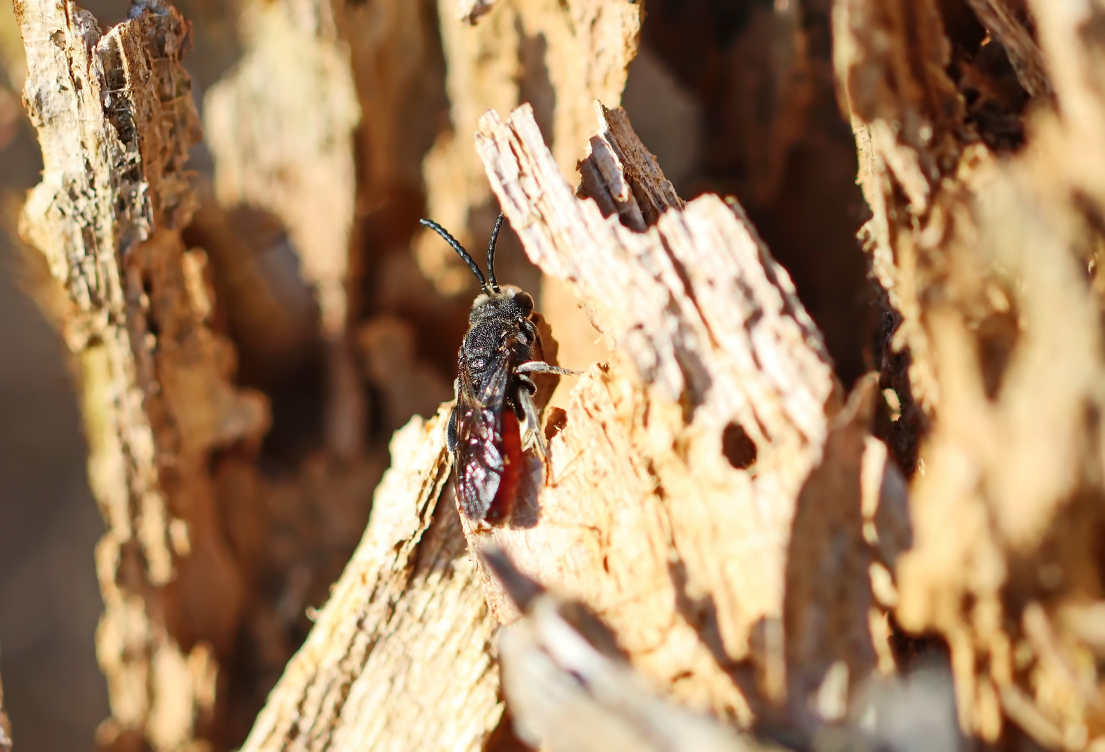 Großen Blutbiene,Sphecodes albilabris