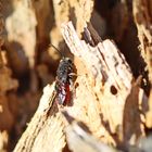 Großen Blutbiene,Sphecodes albilabris