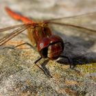 Großen Heidelibelle  (Sympetrum striolatum), Männchen