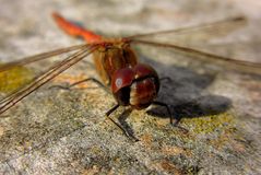 Großen Heidelibelle  (Sympetrum striolatum), Männchen