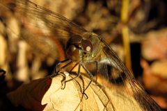 Großen Heidelibelle  (Sympetrum striolatum), Weibchen