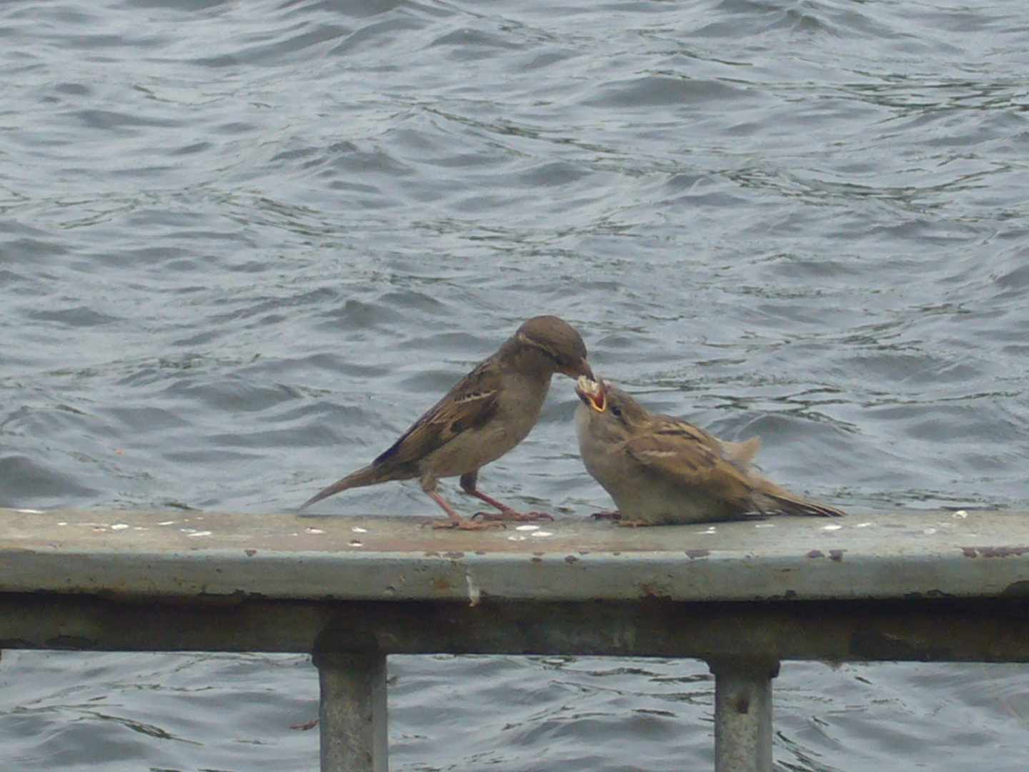 Großen Hunger