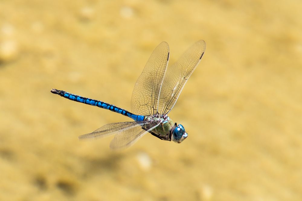 Großen Königslibelle