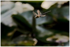 Großen Königslibelle im Flug