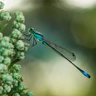 Großen Pechlibelle , beim morgendlichen Aufwärmen