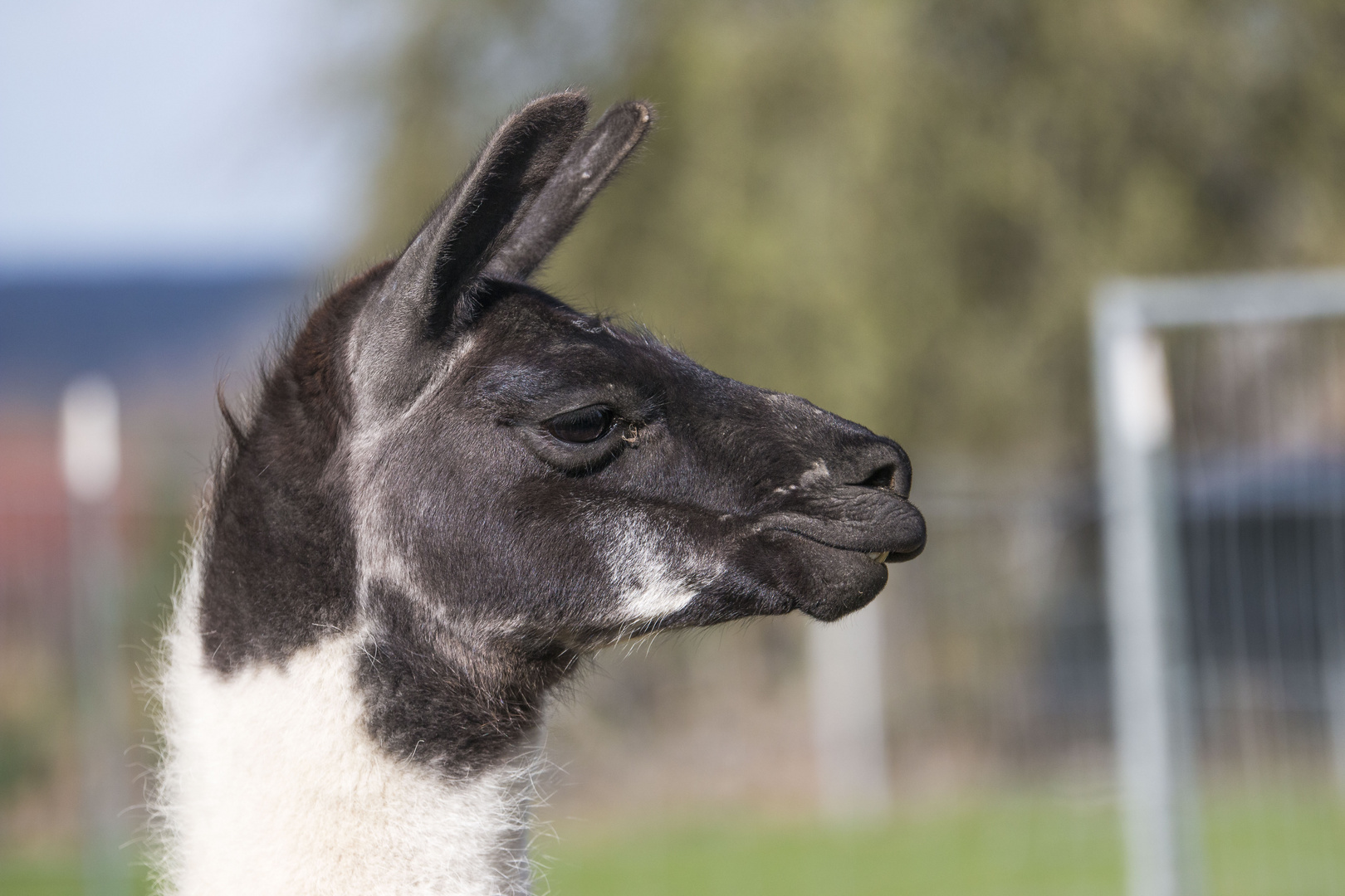 Grossenritter Lama