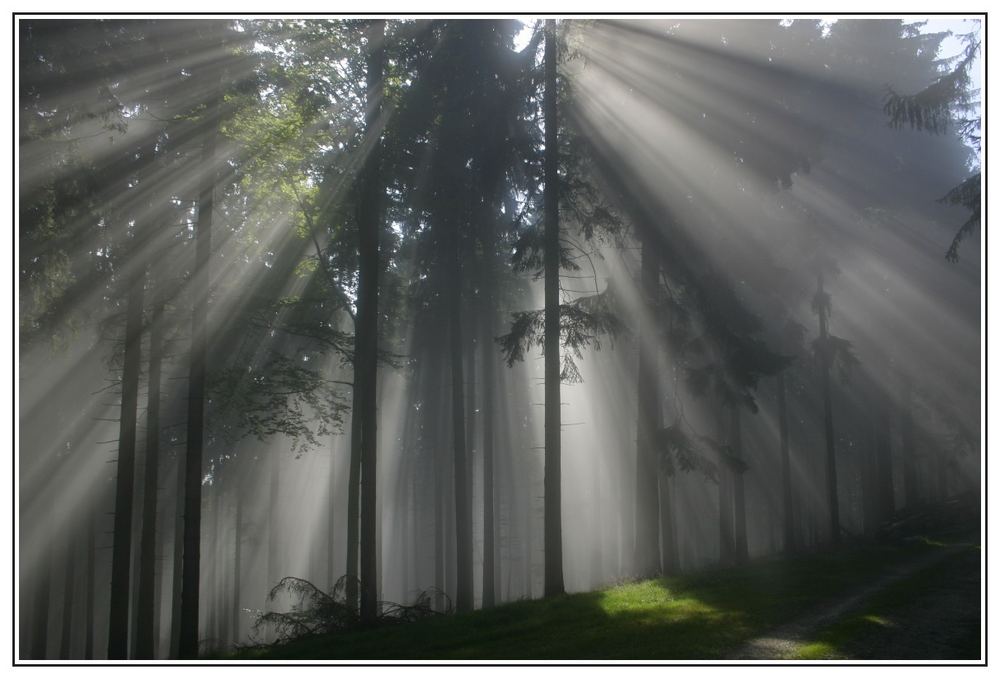 Großer 260 KB upload: Nebel im Keltenwald