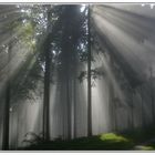 Großer 260 KB upload: Nebel im Keltenwald
