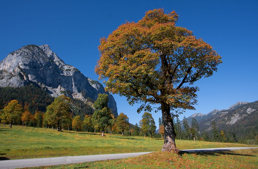 Großer Ahornboden