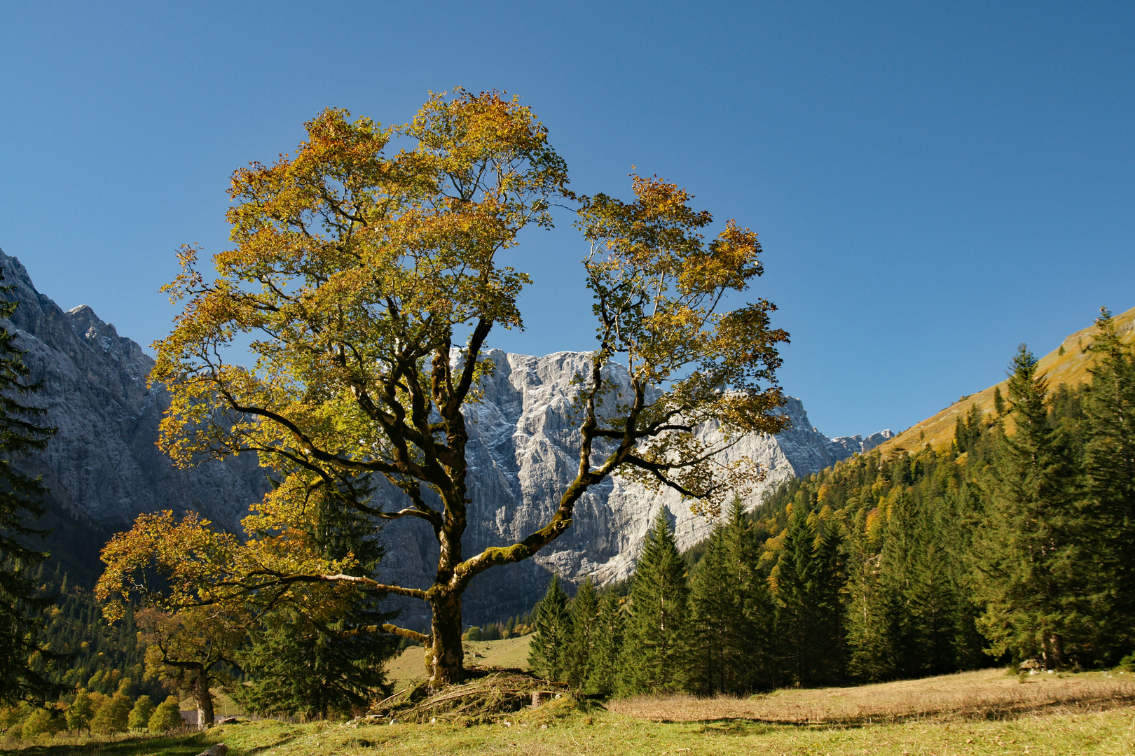 Großer Ahornboden