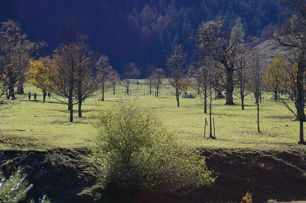 großer Ahornboden