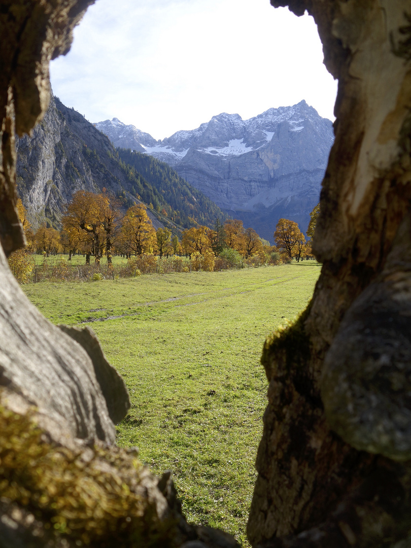 Großer Ahornboden