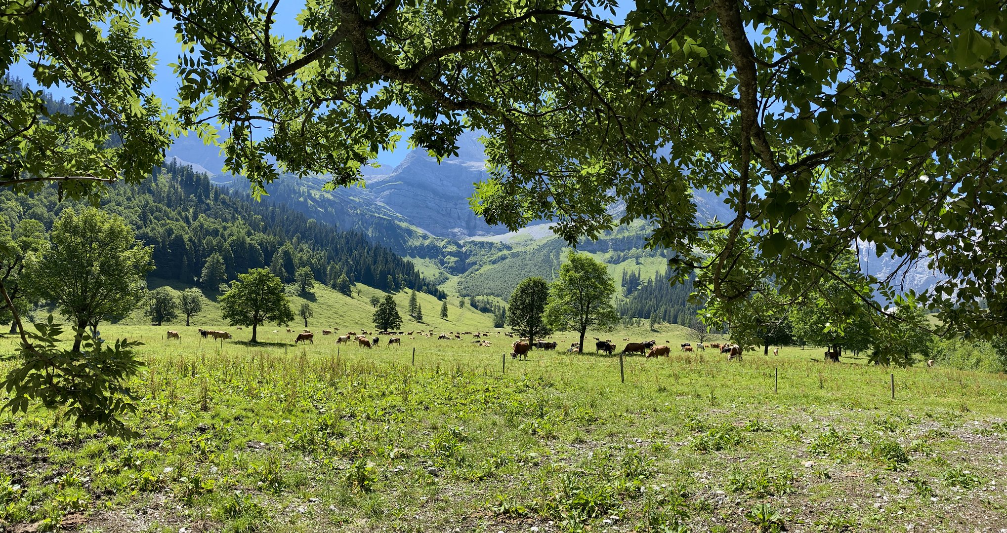 Großer Ahornboden