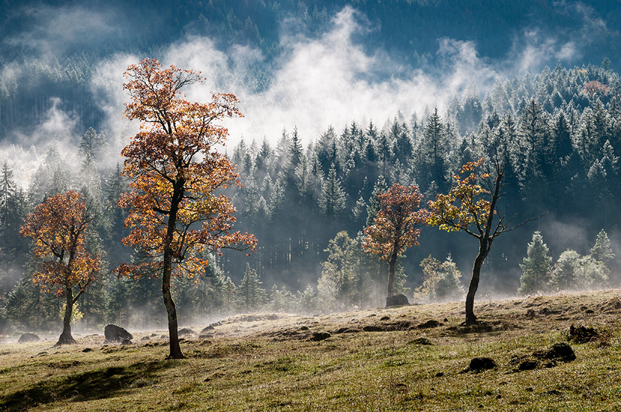 Großer Ahornboden