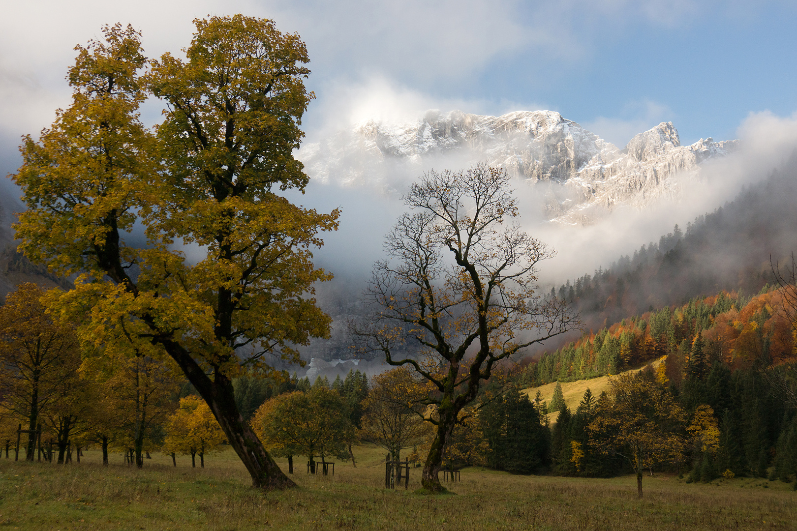 Großer Ahornboden