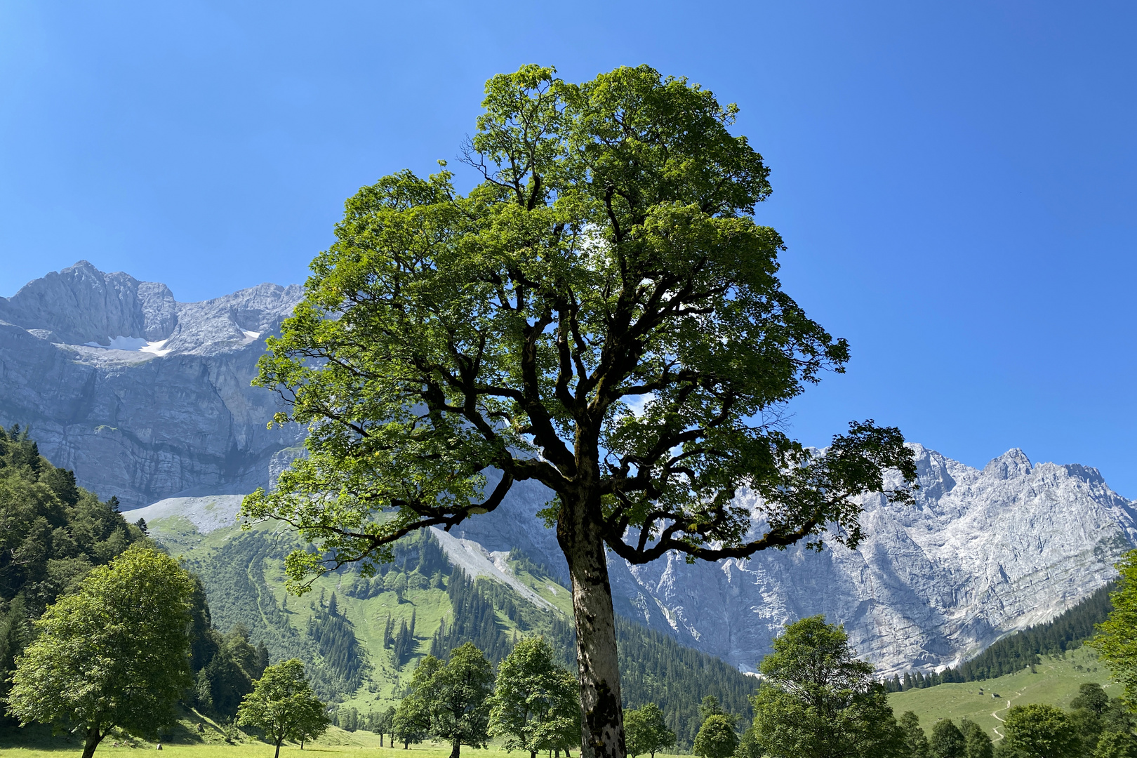 Großer Ahornboden