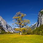 Großer Ahornboden im Herbst