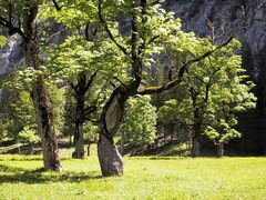 Großer Ahornboden - Karwendelgebirge