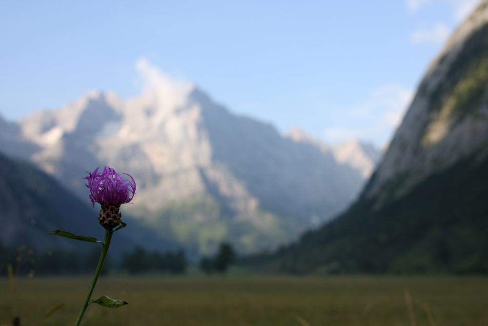 Großer Ahornboden (mit Distel)