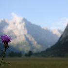 Großer Ahornboden (mit Distel)