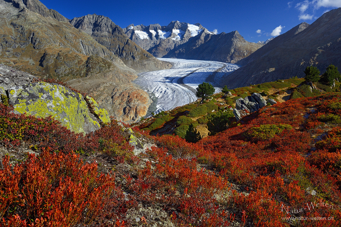 Grosser Aletschgletscher im Herbstkleid