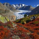 Grosser Aletschgletscher im Herbstkleid