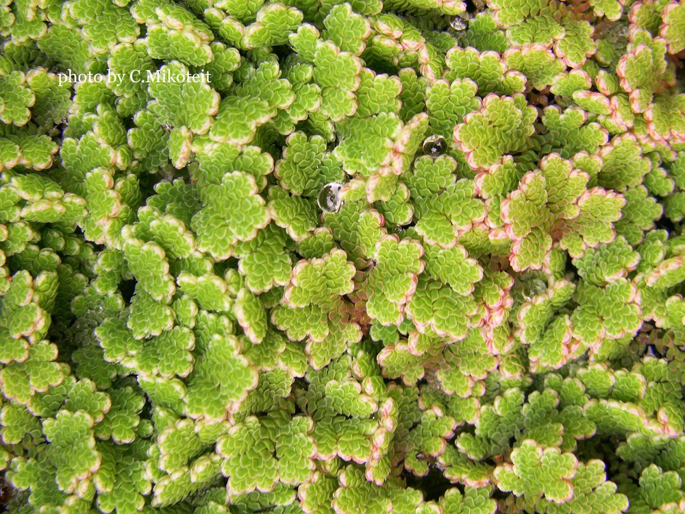 Großer Algenfarn (Azolla filiculoides)