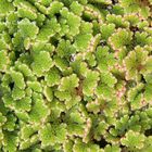 Großer Algenfarn (Azolla filiculoides)