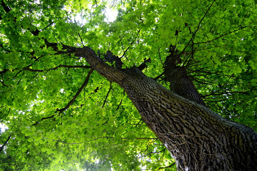 Großer alter Baum 