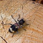 Großer Ameisen-Buntkäfer