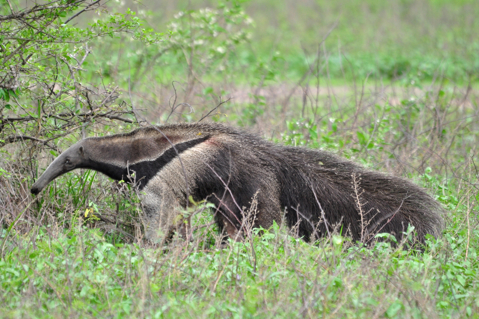 Großer Ameisenbär