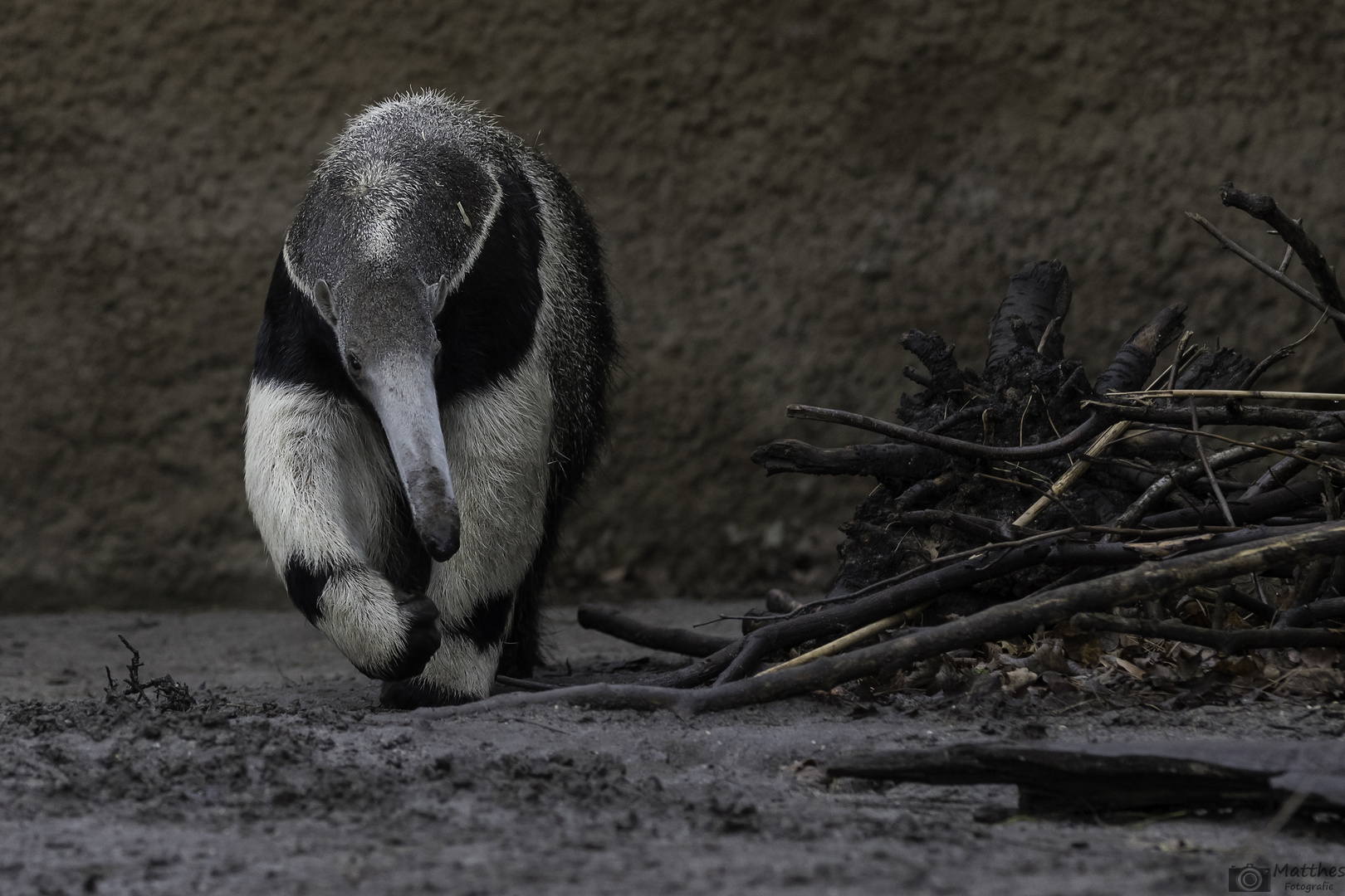 großer Ameisenbär